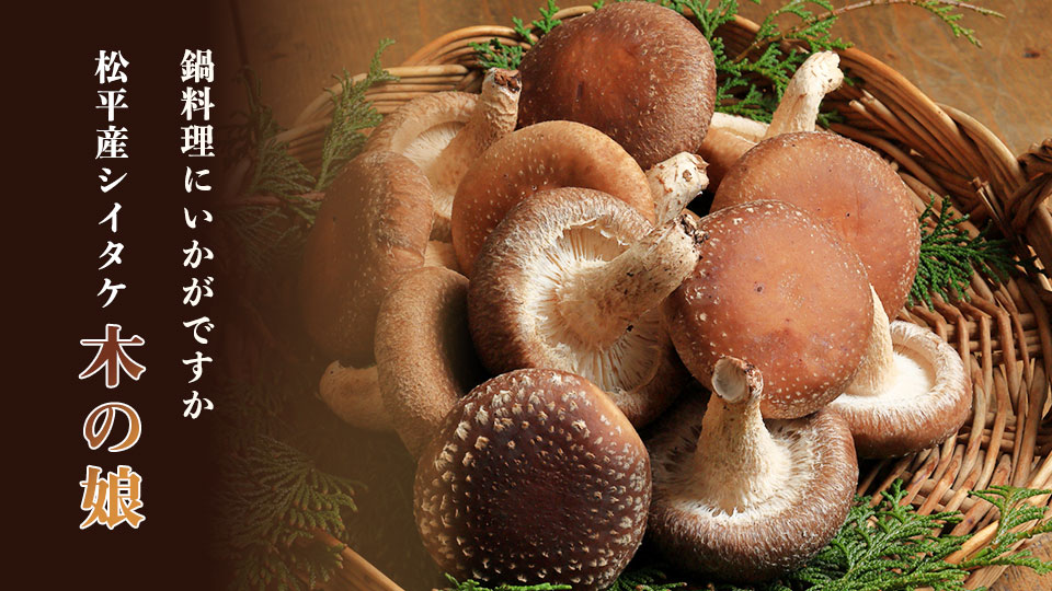 鍋料理にいかがですか松平産シイタケ「木の娘」
