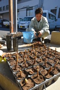 ワラビ栽培普及へ休耕田で試験 ｊａあいち豊田小原営農センター ｊａあいち豊田